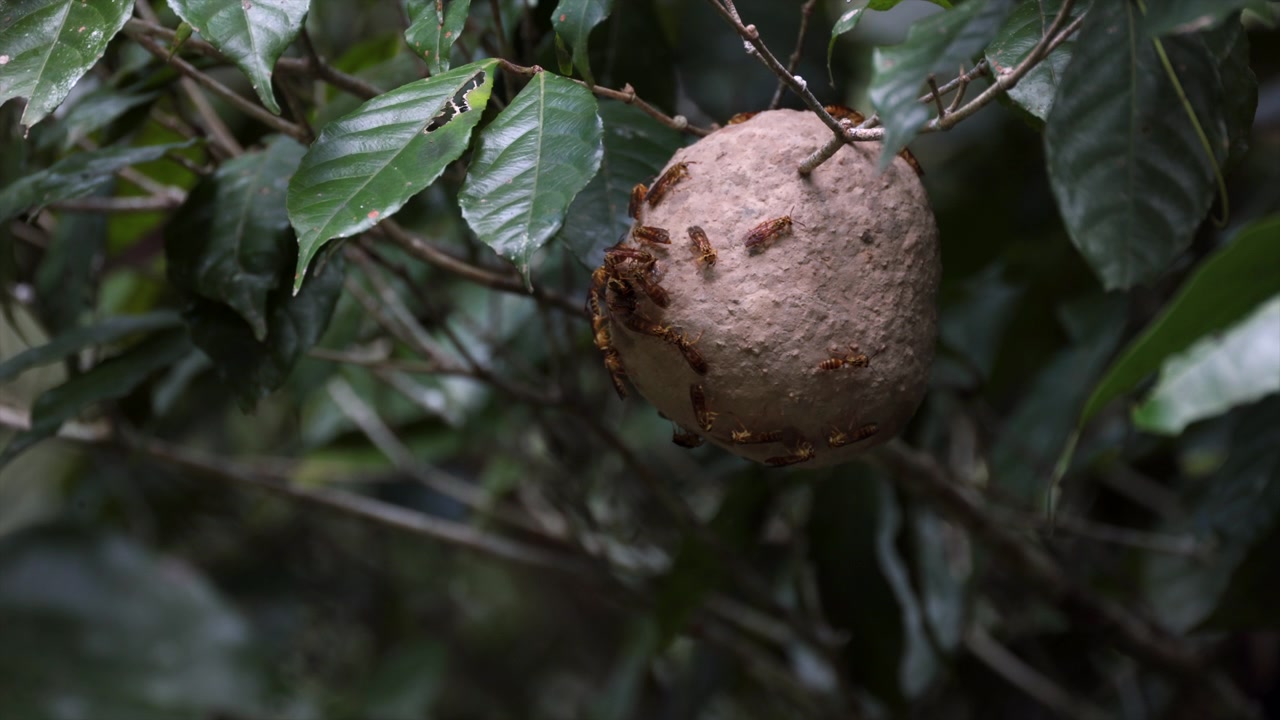 A vespa sul-americana fundadora de enxames Polybia emaciata, uma rara Vespidae eussocial, porque usa um ninho social de vespas de lama na floresta tropical úmida -2.