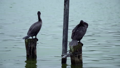 a close up of two black cormorant birds sitting on a wooden stump in the ocean near the coast cleaning their feathers