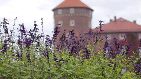 flores púrpuras frente al castillo real de wawel en cracovia, polonia