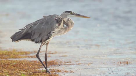 Great-Blue-Heron-Bewegt-Bein-Entlang-Algen-Am-Windigen-Strandufer-In-Zeitlupe