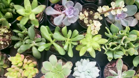 A-birds-eye-view-of-multiple-pots-with-different-types-of-flowers