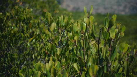 Baumkronen-In-Einer-Mangrove-In-Thailand-Mit-Einem-Berg-Im-Hintergrund