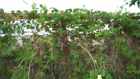 vides de cerasee kerala planta de melón amargo con kerala colgando de las vides utilizado para hacer té de hierbas saludable bueno para la pérdida de peso