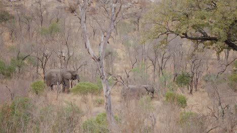 slow-motion view of savanna elephants in kruger national park, south africa grazing by shrubs