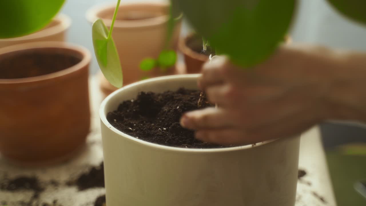 Giardiniera che pressa il terriccio nel vaso