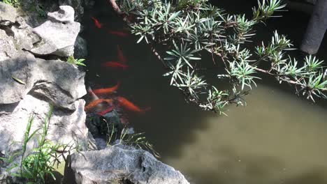 yellow and red koi fish called nishikigoi in a pond behind a rock