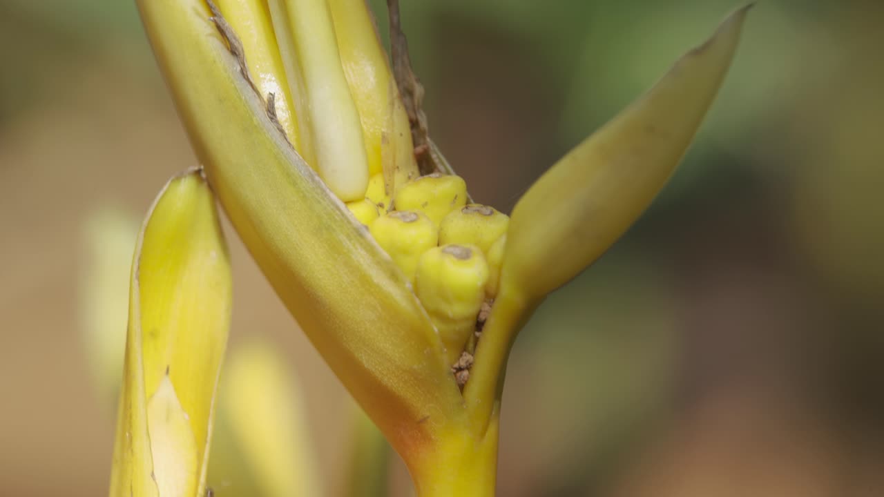 heliconia flor macro tiro con hormigas escalando todo