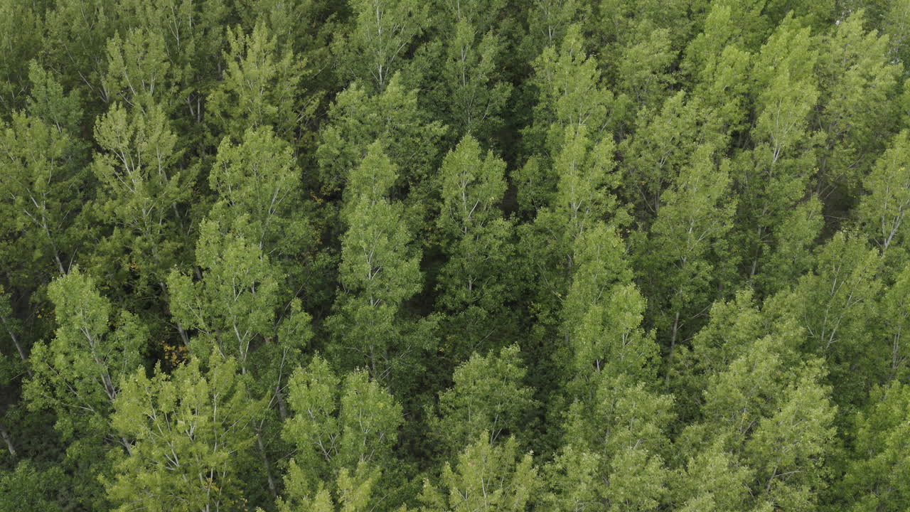 Green poplar tree woodland in summer afternoon from drone pov, aerial shot of cottonwood forest in Serbia