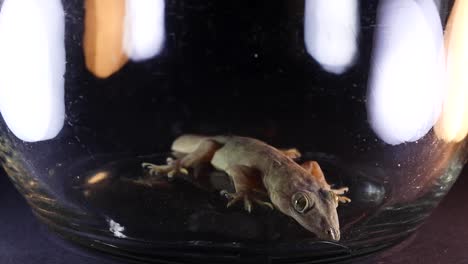 common house gecko, inside a jar, hemidactylus frenatus, cinematic lighting, slowly breathing black ground