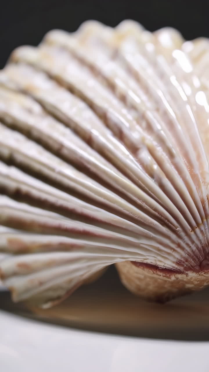 Close-up of a seashell