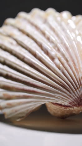 close-up of a seashell