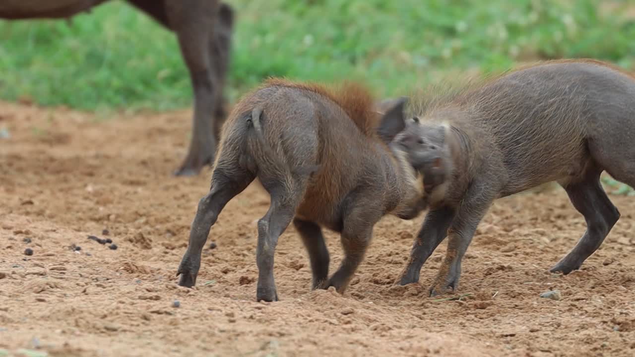 primer plano de dos diminutos lechones de jabalí peleando en el parque nacional kruger