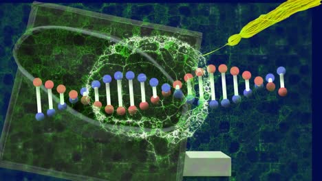 animación de la cadena de adn y el cerebro digital sobre la tapa de graduación en fondo azul