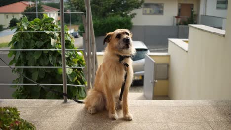 small dog outside house waiting for owner