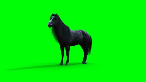 el caballo negro de pie. la animación realista de la pantalla verde.