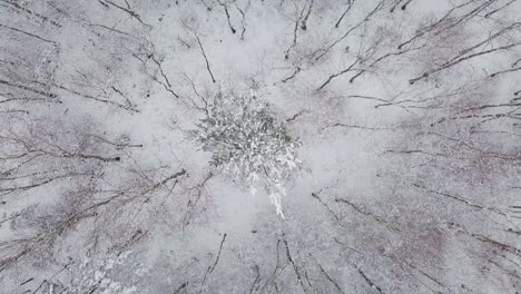 드론은 추운 계절에 신선한 눈이 내리는 겨울 경치 위를 회전하고, 눈으로 덮인 나무와 조용하고 오염되지 않은 자연 환경