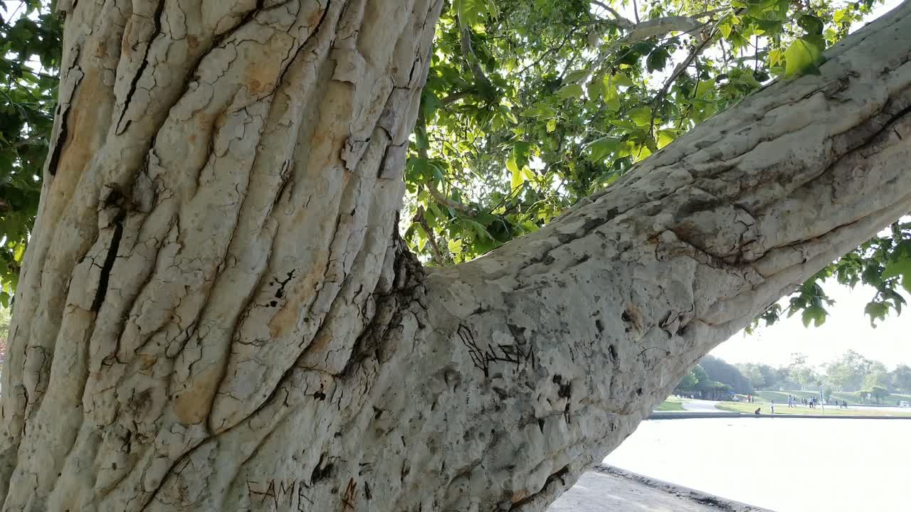 белка на ветке дерева во время заката в парке рядом с большим прудом или озером