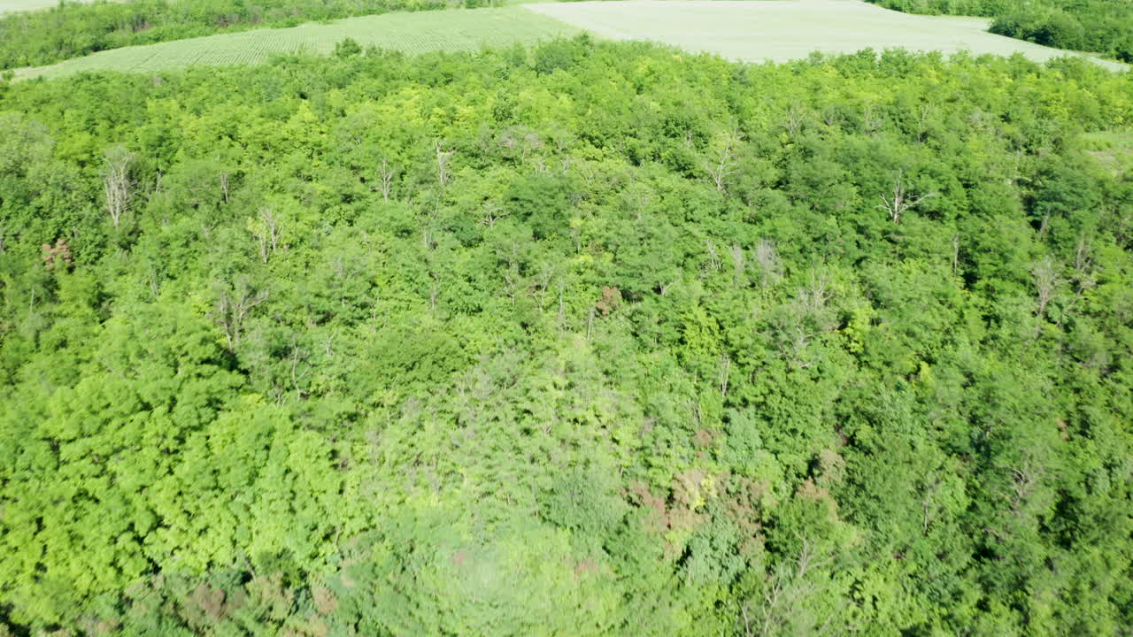 paisaje de bosque verde y exuberante