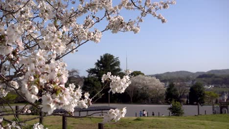 Ruhige-Und-Entspannende-Nachbarschaftslandschaft-In-Japan-Mit-Sakura-Und-Spielplatz