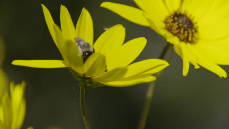 Abejorro-En-Una-Flor-Amarilla