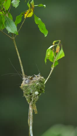 the-Black-naped-monarch-chicks-looked-very-happy-when-their-parents-came-and-distributed-food-to-them