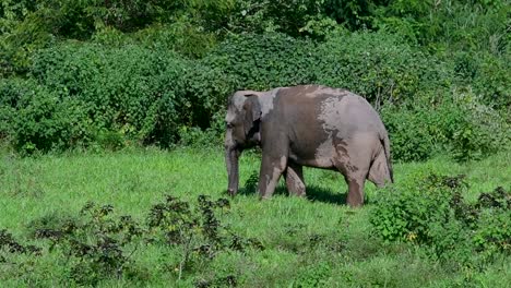 los elefantes asiáticos son especies en peligro de extinción y también son residentes de tailandia