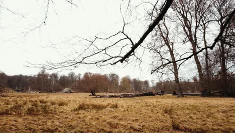 Low-level-drone-fly-in-Dyrehaven--deer-park-Copenhagen--autumn