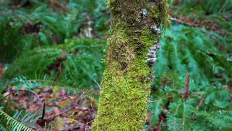 dead tree with pink mushrooms growing on it - rosy oysterling