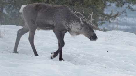 Boreales-Waldkaribu,-Das-Durch-Eine-Schneebedeckte-Landschaft-Im-Yukon,-Kanada-Wandert