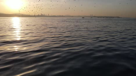 los delfines en el amanecer de istanbul pavo