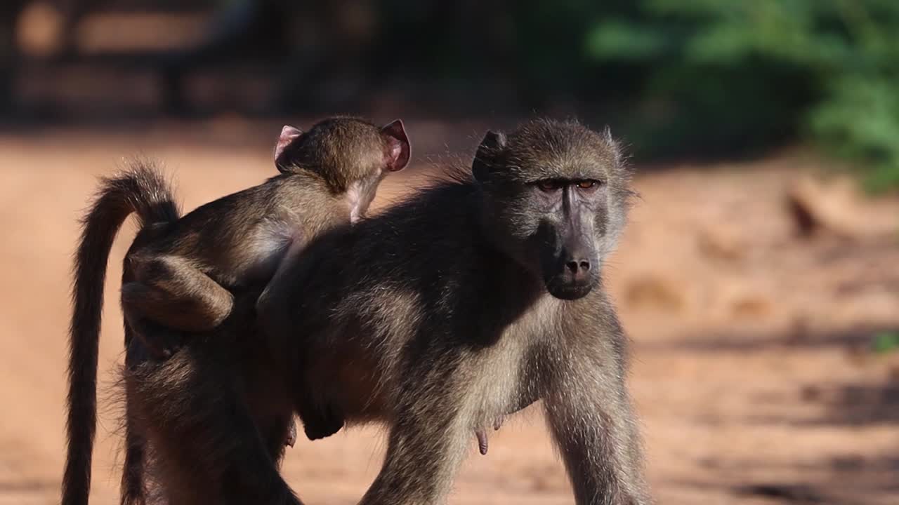 un bebé babuino dando un paseo en la espalda de su madre, parque nacional kruger