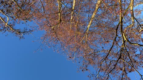 Bottum-up-shot-of-beautiful-lighting-trees-with-colorful-leaves-against-bright-blue-shining-sky-in-nature