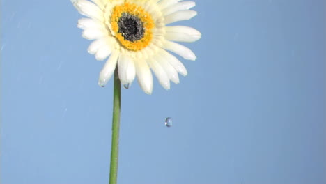 Gerbera-Blanca-Regada-En-Cámara-Súper-Lenta