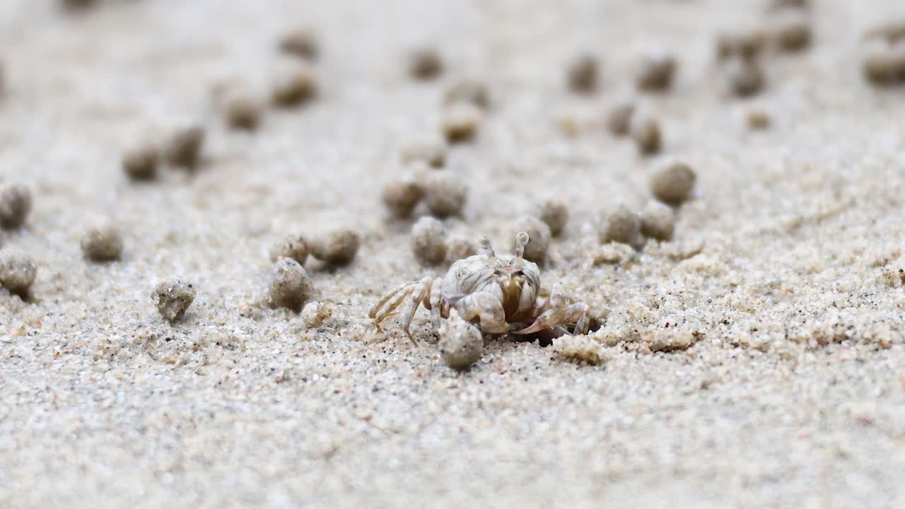 un cangrejo fantasma se mueve a través de la playa de arena