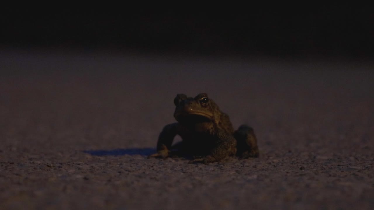 A Toad Frog Stands Still On A Cement Floor. - close up shot