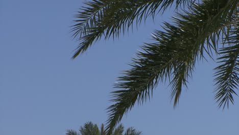 palm tree leaves and the blue sky of caribbean islands