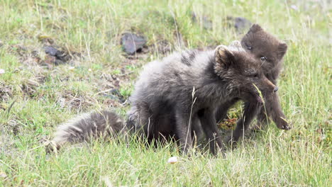 mother and polar fox cub playfully fighting on meadow