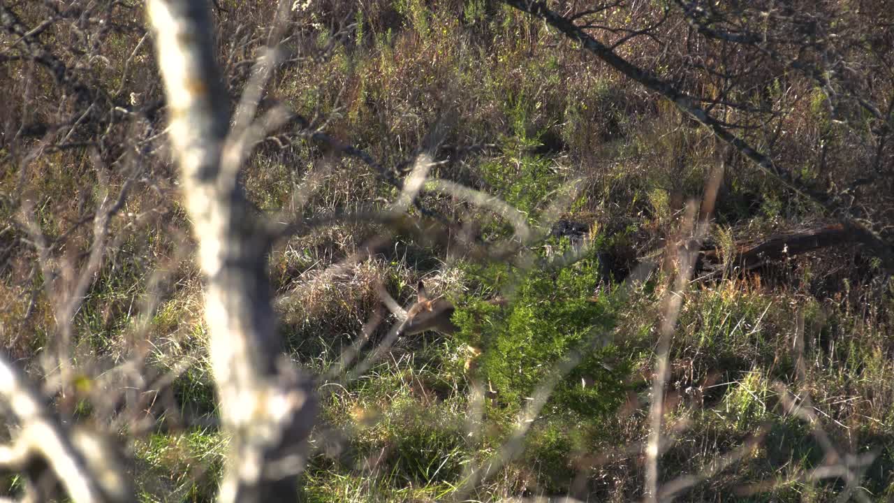 A Small Whitetail Fawn Walking Through the Brush on a Sunny Day