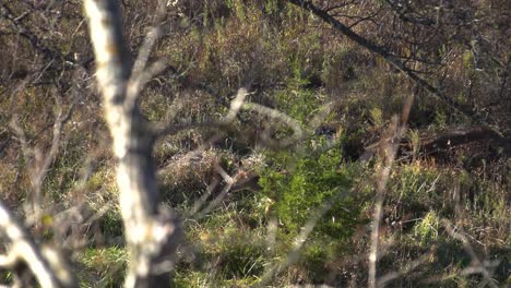 a small whitetail fawn walking through the brush on a sunny day