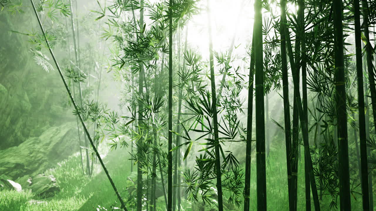 Vibrant bamboo forest glistening under soft morning light in serene nature