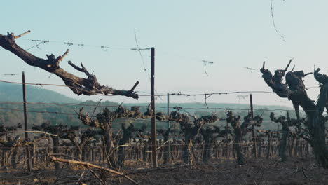 vineyard-farm-field,-before-spring-bloom,-during-morning-sunlight