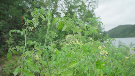 Growing-Solanum-Lycopersicum-On-The-Countryside-Of-Mid-Norway