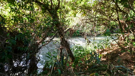 Black-mongrel-dog-walks-through-vegetation-beside-the-stream,-in-tropical-forest