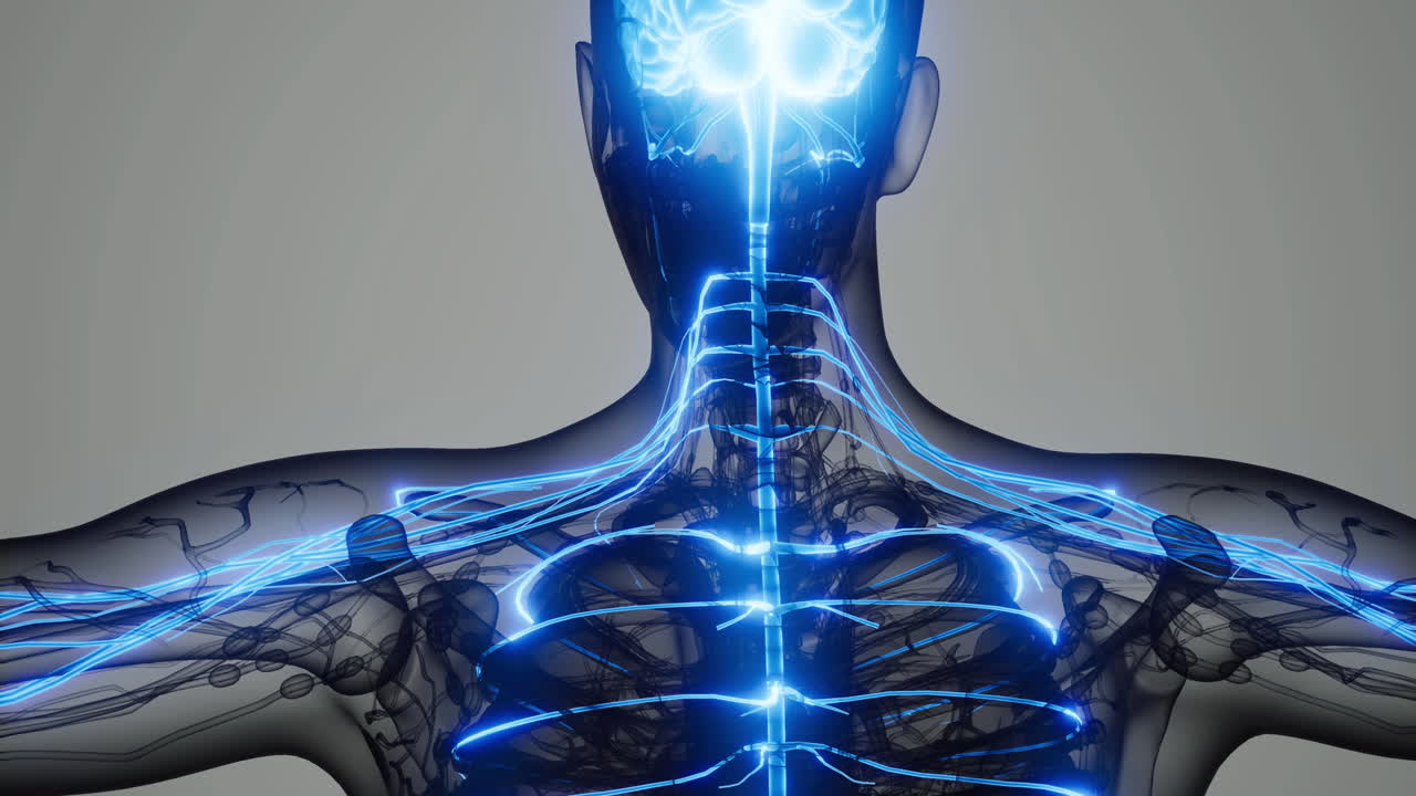 Visual representation of the human nervous system demonstrating neural pathways