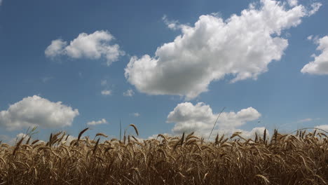 Feld-Reifer-Weizenpflanzen-Im-Sommer