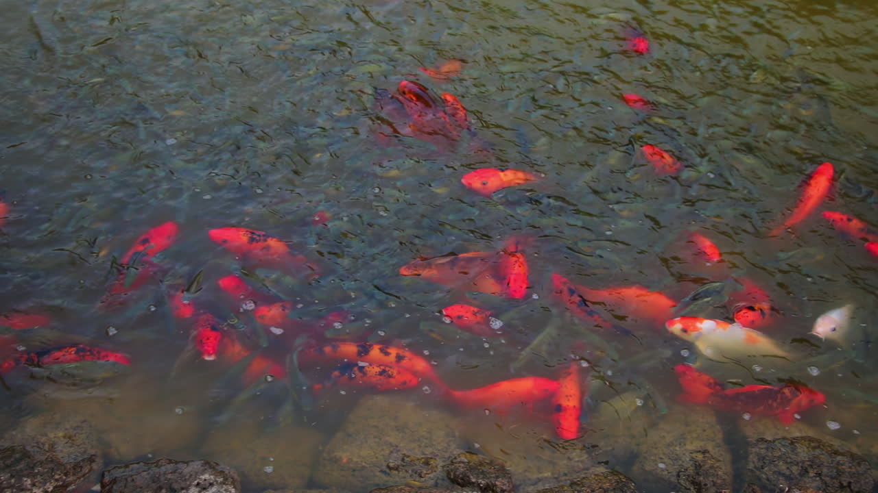Colorful koi and fish swimming calmly in a large pond at a Kabini riverside resort