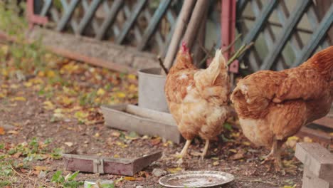 chicken hens in the backyard at daytime