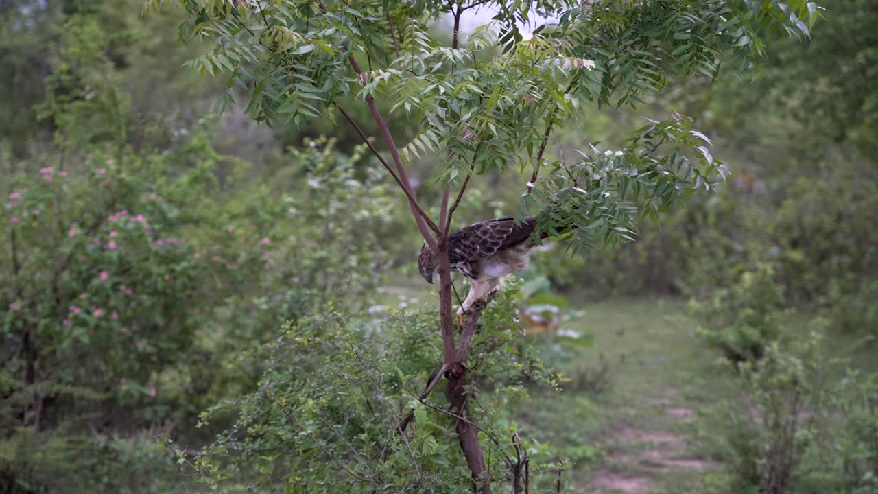 águila posada en una rama de árbol rodeada de exuberante vegetación en la naturaleza.