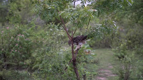 Eagle perched on a tree branch surrounded by lush greenery in the wild.