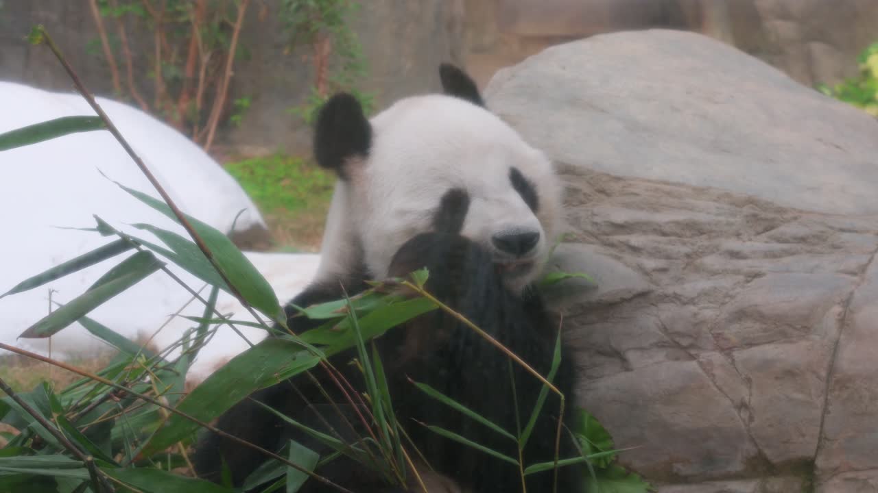 un panda gigante en peligro de extinción, también conocido como el oso panda y nativo del centro sur de china, come hojas de bambú en el parque temático de diversiones y animales ocean park en hong kong